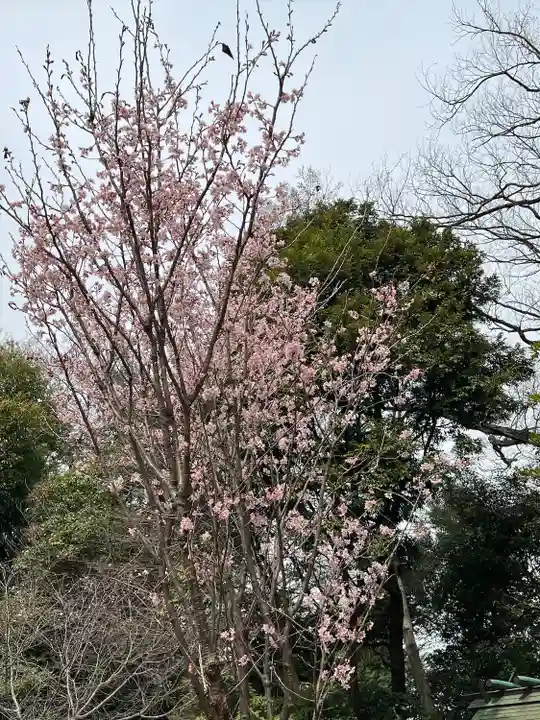 櫻木神社(千葉県)