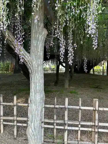 玉敷神社の自然