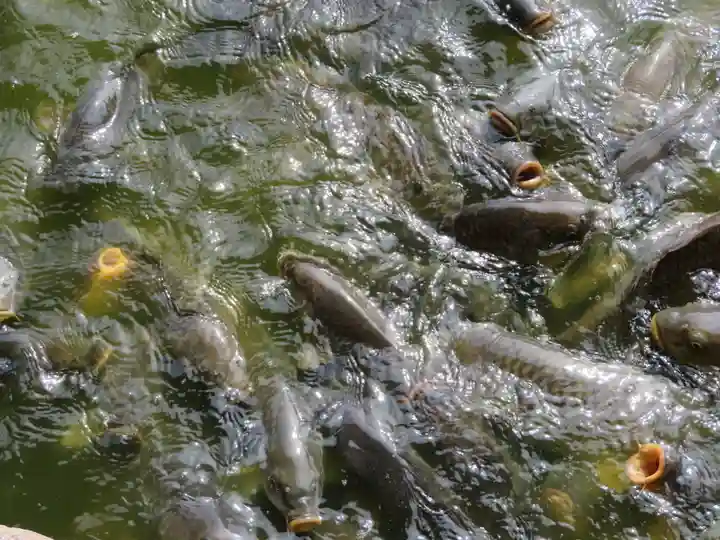 大瀬神社の動物