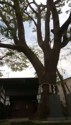 女塚神社の自然