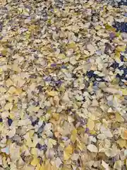 穏田神社の自然