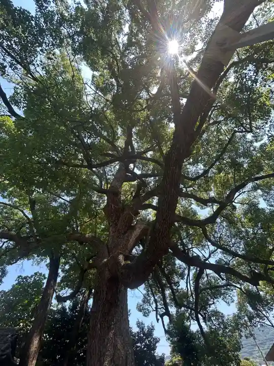 高忍日賣神社(愛媛県)