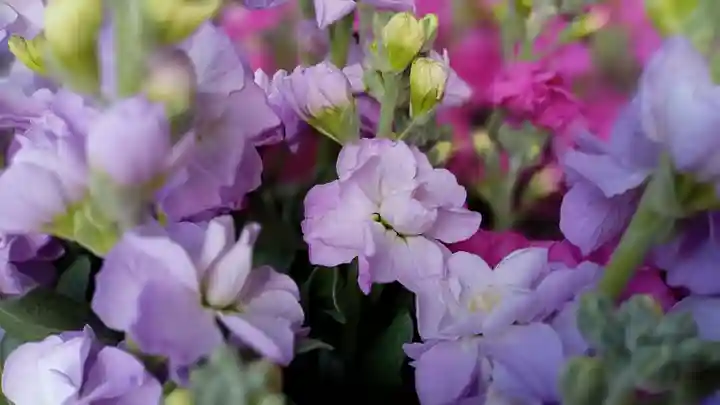 阿邪訶根神社の自然