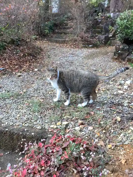玉野御嶽神社の動物