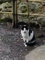 聖寳寺の動物