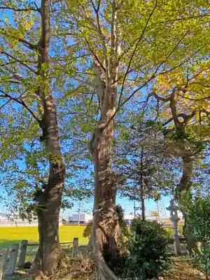 田中神社の自然