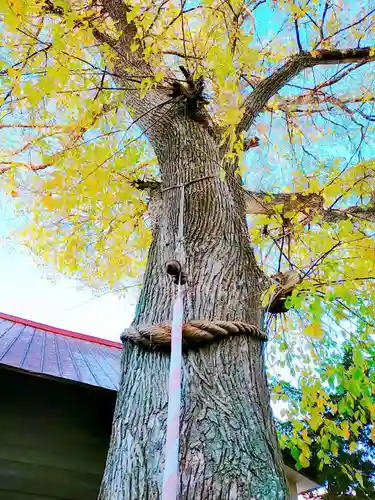 中の島神社の自然