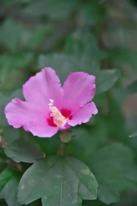 高座結御子神社(熱田神宮摂社)(愛知県)