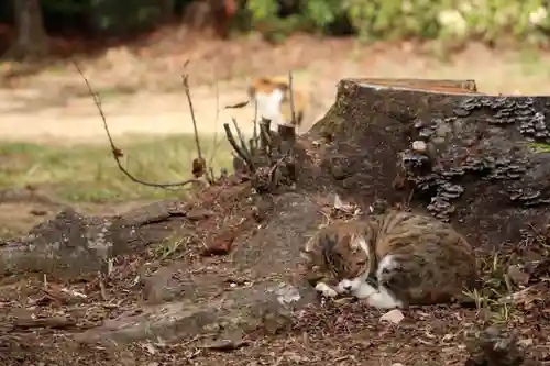 玉野御嶽神社(愛知県)