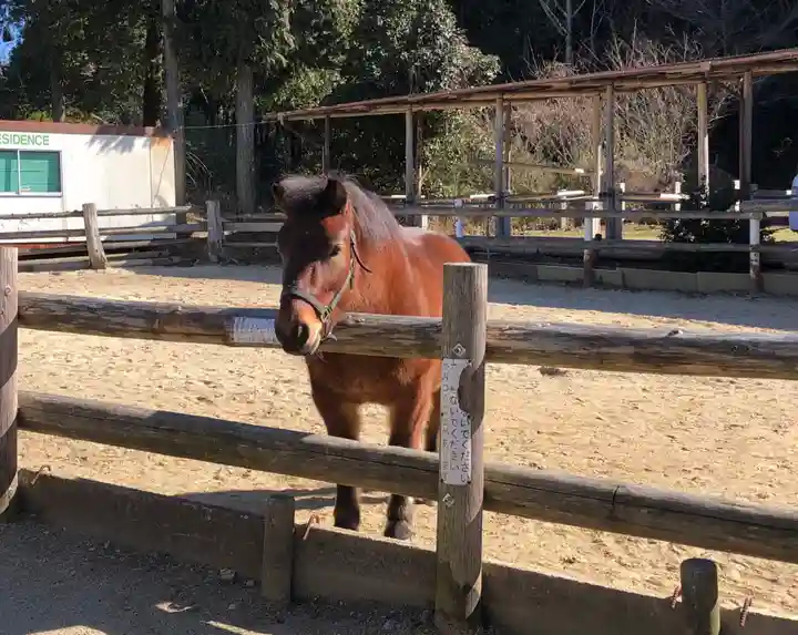 八幡神社(妻木)の動物