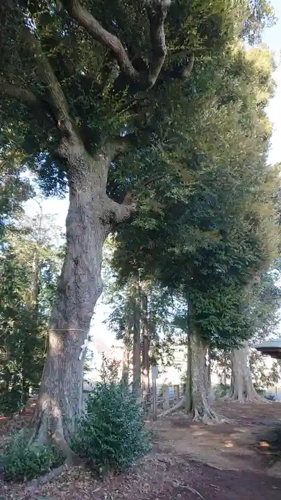 鶴峯八幡宮の自然