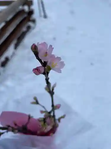 熊野大社の自然