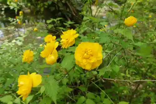 半木神社（賀茂別雷神社境外末社）(京都府)