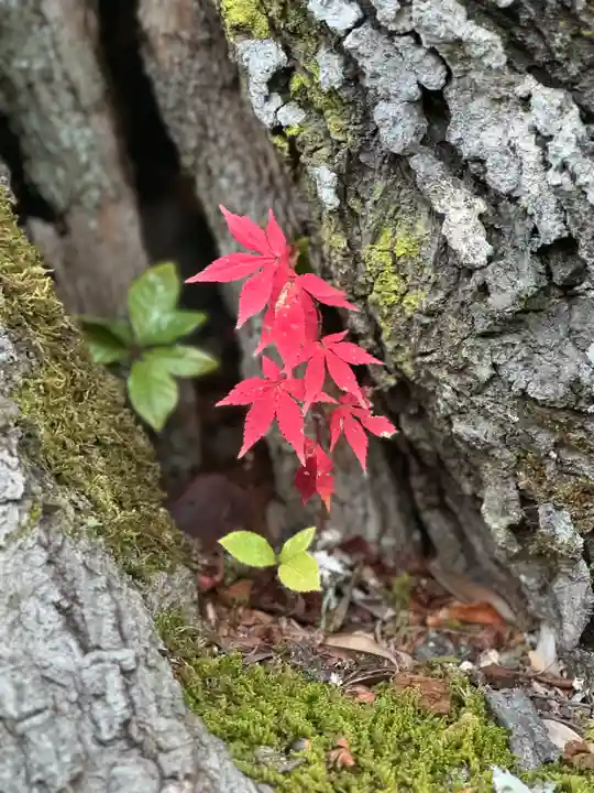 大原野神社(京都府)