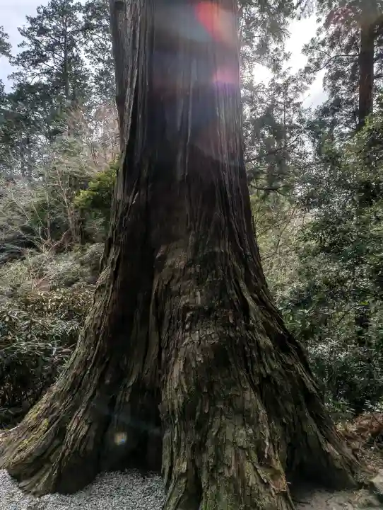 室生寺の{uncategorized: "未分類", other: "その他", undefined: "問題あり", building: "その他建物", grave: "お墓", sacred_gate: "鳥居", guardian: "狛犬", statue: "像", buddha: "仏像", history: "歴史", nature: "自然", garden: "庭園", animal: "動物", pagoda: "塔", temizu: "手水舎", mountain_gate: "山門・神門", sanctuary: "本殿・本堂", subordinate: "末社・摂社", art: "芸術", scenery: "景色", jizo: "地蔵", ema: "絵馬", goshuin: "御朱印", omikuji: "おみくじ", items: "授与品その他", amulet: "お守り", goshuincho: "御朱印帳", eats: "食事", festival: "お祭り", votive_dance: "神楽", shichigosan: "七五三参", wedding: "結婚式", experience: "体験その他", initially: "初詣", around: "周辺", anti_infection: "感染症対策"}