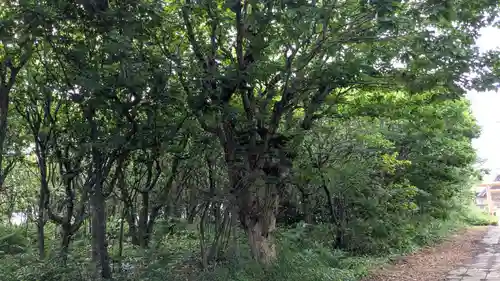 天塩厳島神社の自然
