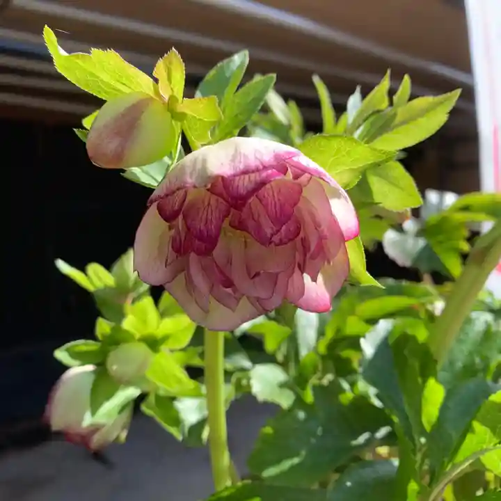 豊景神社の自然