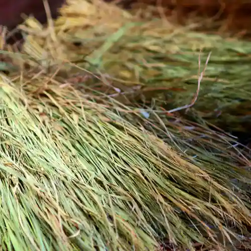 三津厳島神社の自然