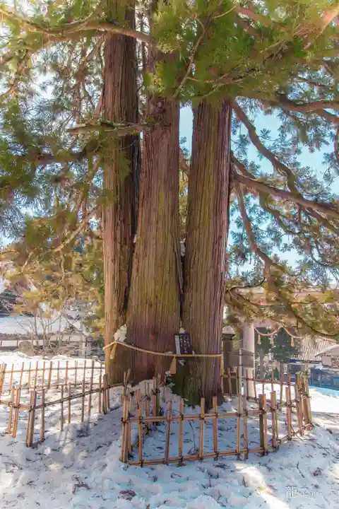 戸隠神社中社(長野県)