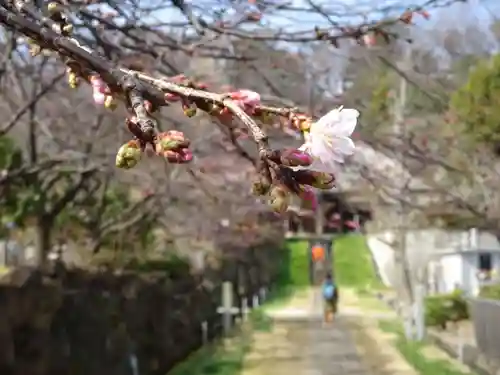 横浜　西方寺の自然