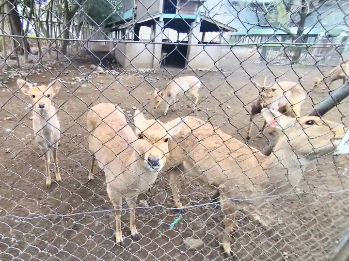 三嶋大社の{uncategorized: "未分類", other: "その他", undefined: "問題あり", building: "その他建物", grave: "お墓", sacred_gate: "鳥居", guardian: "狛犬", statue: "像", buddha: "仏像", history: "歴史", nature: "自然", garden: "庭園", animal: "動物", pagoda: "塔", temizu: "手水舎", mountain_gate: "山門・神門", sanctuary: "本殿・本堂", subordinate: "末社・摂社", art: "芸術", scenery: "景色", jizo: "地蔵", ema: "絵馬", goshuin: "御朱印", omikuji: "おみくじ", items: "授与品その他", amulet: "お守り", goshuincho: "御朱印帳", eats: "食事", festival: "お祭り", votive_dance: "神楽", shichigosan: "七五三参", wedding: "結婚式", experience: "体験その他", initially: "初詣", around: "周辺", anti_infection: "感染症対策"}