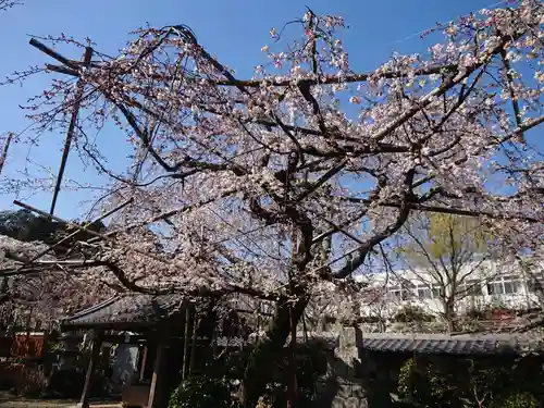 源空院（浅井寺）の自然