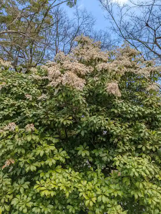 松尾大社(京都府)