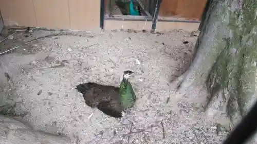 田中神社の動物