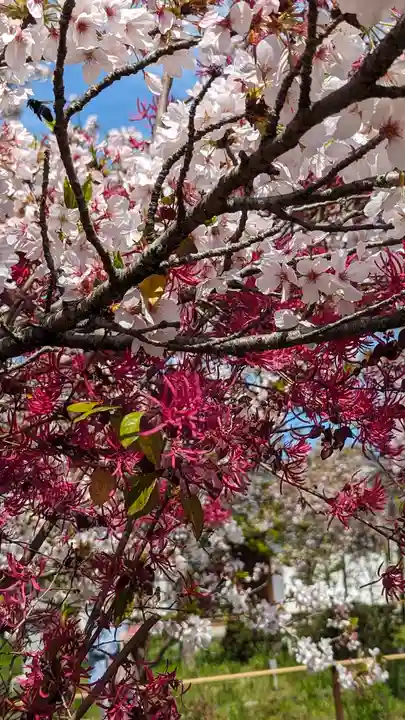 橋寺 放生院(京都府)