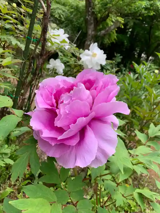 妙雲寺(栃木県)