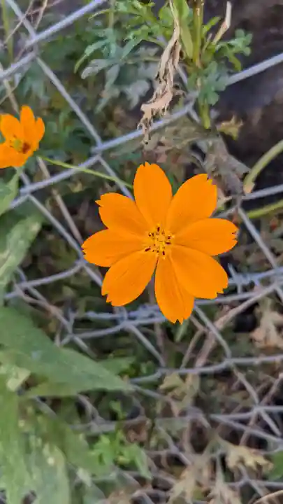 白山神社の自然