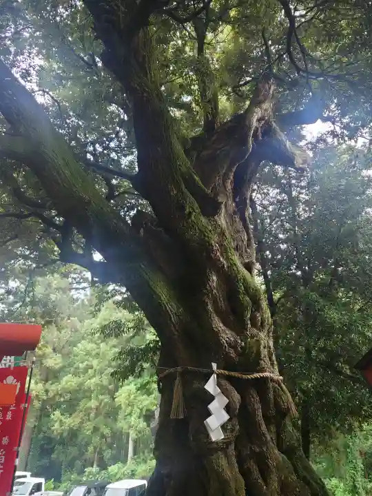 大杉神社(茨城県)