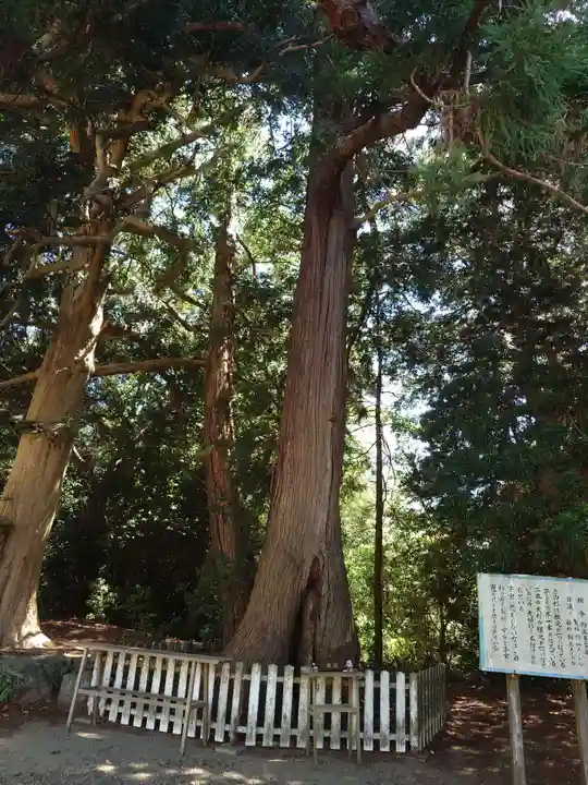 鎌数伊勢大神宮の自然