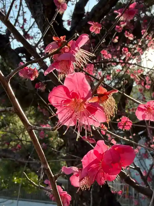 久里浜天神社の{uncategorized: "未分類", other: "その他", undefined: "問題あり", building: "その他建物", grave: "お墓", sacred_gate: "鳥居", guardian: "狛犬", statue: "像", buddha: "仏像", history: "歴史", nature: "自然", garden: "庭園", animal: "動物", pagoda: "塔", temizu: "手水舎", mountain_gate: "山門・神門", sanctuary: "本殿・本堂", subordinate: "末社・摂社", art: "芸術", scenery: "景色", jizo: "地蔵", ema: "絵馬", goshuin: "御朱印", omikuji: "おみくじ", items: "授与品その他", amulet: "お守り", goshuincho: "御朱印帳", eats: "食事", festival: "お祭り", votive_dance: "神楽", shichigosan: "七五三参", wedding: "結婚式", experience: "体験その他", initially: "初詣", around: "周辺", anti_infection: "感染症対策"}