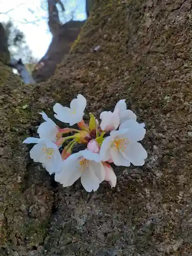 伏木香取神社の自然