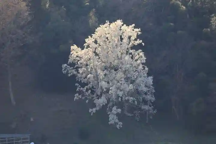 鹿島大神宮の自然