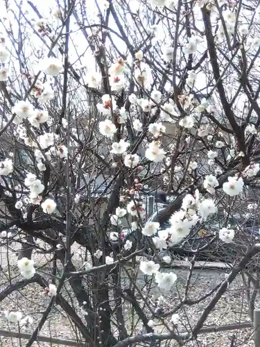 福井別院本瑞寺の自然