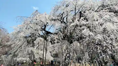 清雲寺(埼玉県)