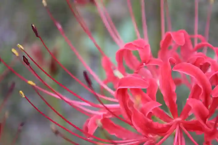 如意輪寺の自然