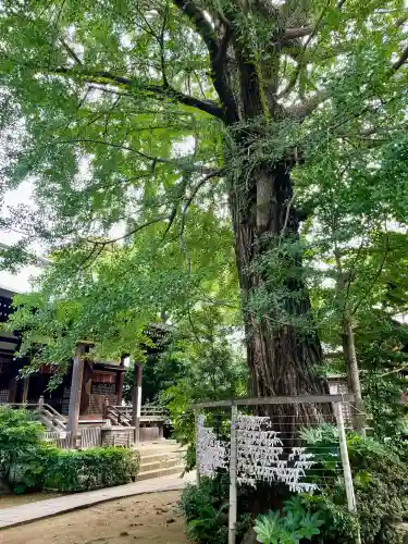 奥澤神社(東京都)