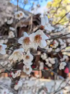 乃木神社(東京都)