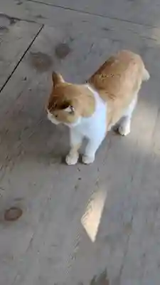 智恩寺(京都府)