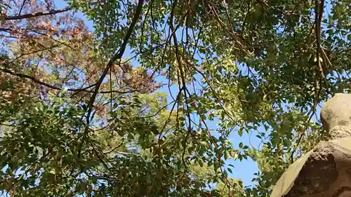 箱田神社の自然