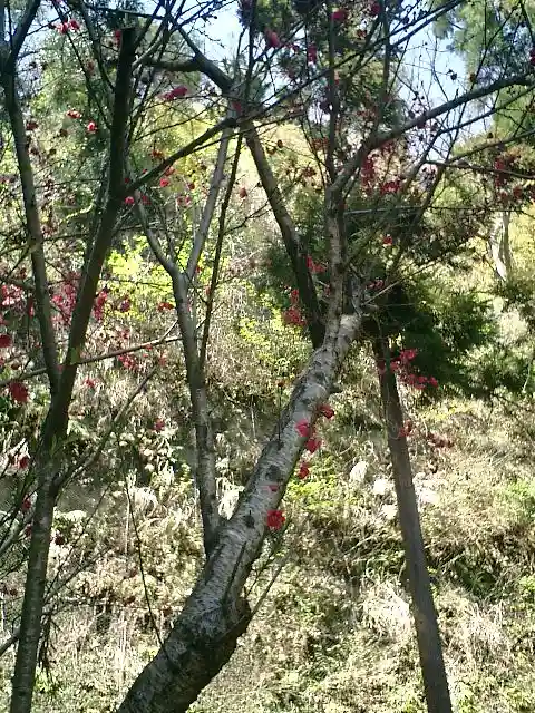 御霊神社の自然