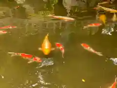 楽法寺（雨引観音）の動物