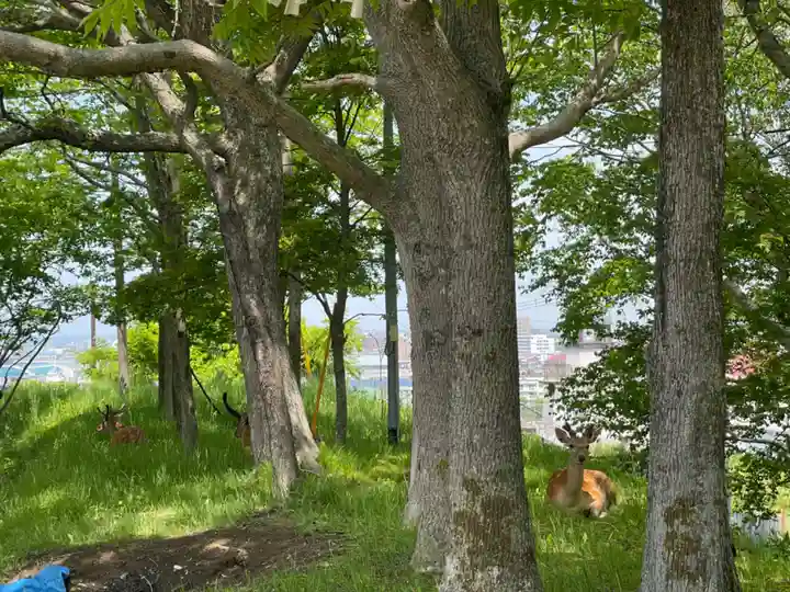 釧路一之宮 厳島神社の動物