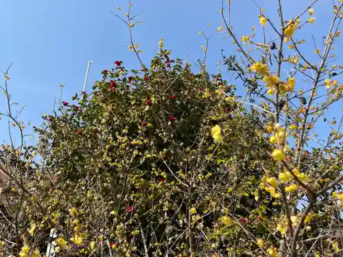 板倉雷電神社の自然