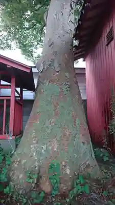 秋葉神社のその他建物
