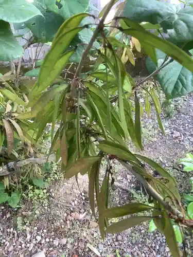 手力雄神社の自然