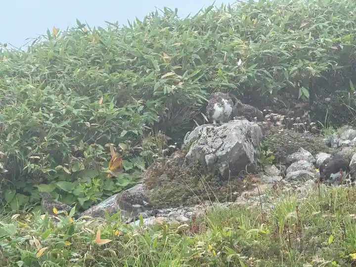 雄山神社峰本社の動物